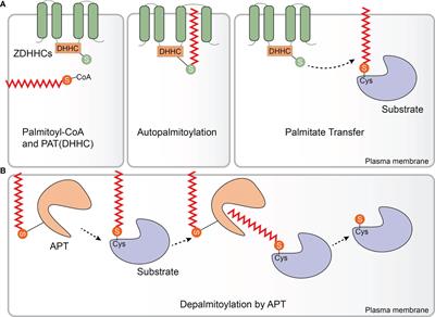 Frontiers | Function Of Protein S-Palmitoylation In Immunity And Immune ...